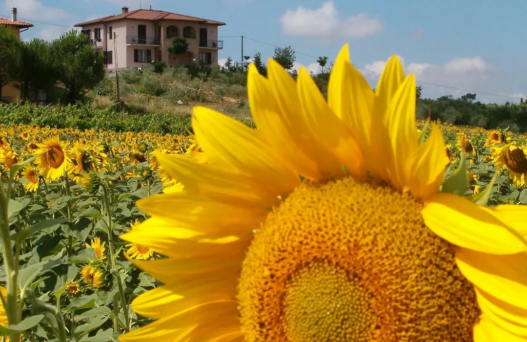 B&B Il Girasole - Rooms & House In Country - Air Conditioned - 1500 Meters From Historic Center-1
